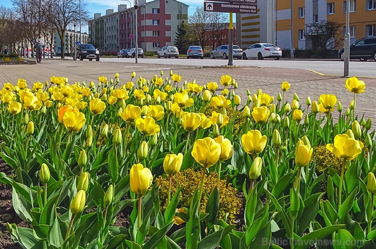 Ventspils modusies košajam pavasara ziedonim 281642