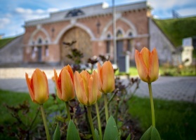 links: Daugavpils cietoksni ieskauj pavasara ziedonis 16
