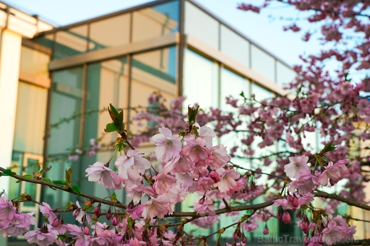 Balvos visā krāšņumā zied skaistie Sakuras koki 282060