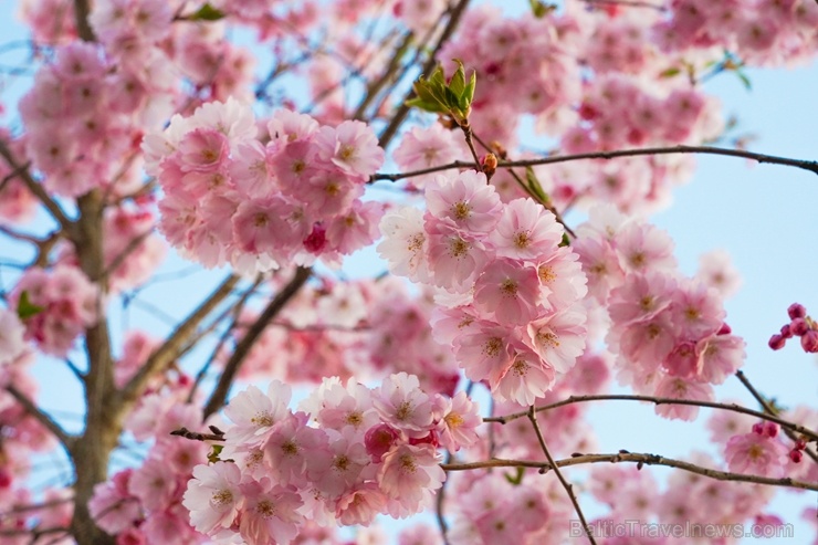 Balvos visā krāšņumā zied skaistie Sakuras koki 282063