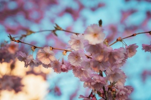 Balvos visā krāšņumā zied skaistie Sakuras koki 3
