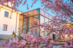 Balvos visā krāšņumā zied skaistie Sakuras koki 5