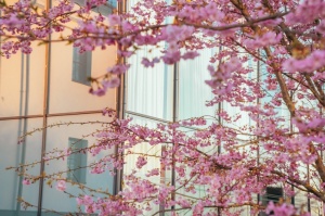 Balvos visā krāšņumā zied skaistie Sakuras koki 6