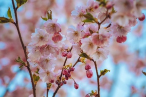 Balvos visā krāšņumā zied skaistie Sakuras koki 13