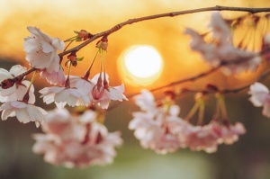 Balvos visā krāšņumā zied skaistie Sakuras koki 16