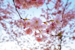 Balvos visā krāšņumā zied skaistie Sakuras koki 27
