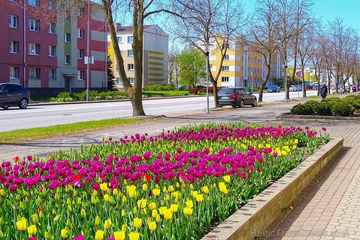 Ventspilī ikvienu iepriecina krāšņi ziedošā Puķu govs 282244