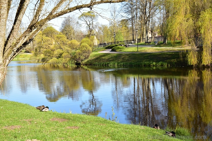 Valmierā Gaujas krastus izdaiļo saulainas pienenes un koku sulīgi zaļie pumpuri, bet parkos savas košās ziedgalviņas cēli ceļ tulpes un atraitnītes 282251