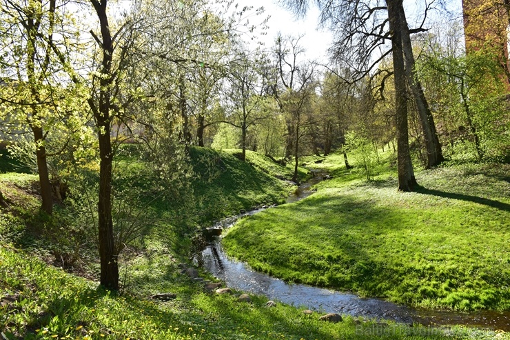 Valmierā Gaujas krastus izdaiļo saulainas pienenes un koku sulīgi zaļie pumpuri, bet parkos savas košās ziedgalviņas cēli ceļ tulpes un atraitnītes 282252