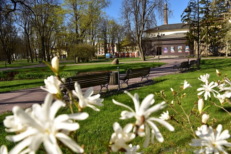 Valmierā Gaujas krastus izdaiļo saulainas pienenes un koku sulīgi zaļie pumpuri, bet parkos savas košās ziedgalviņas cēli ceļ tulpes un atraitnītes 282254