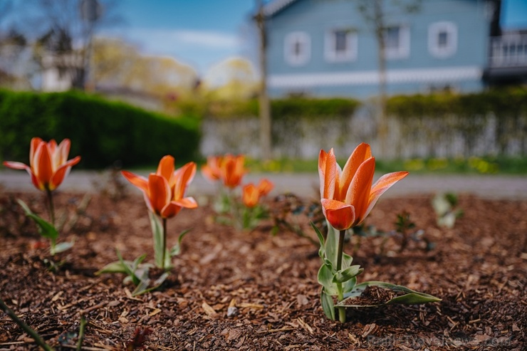 Liepāja rotājas krāšņo pavasara ziedos 282271