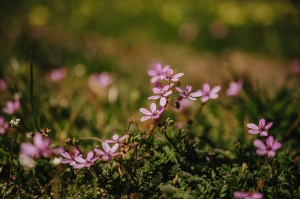 Liepāja rotājas krāšņo pavasara ziedos 4