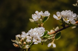 Liepāja rotājas krāšņo pavasara ziedos 8