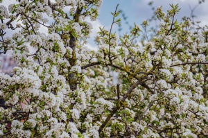 Liepāja rotājas krāšņo pavasara ziedos 10