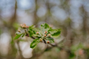 Liepāja rotājas krāšņo pavasara ziedos 12