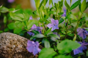 Liepāja rotājas krāšņo pavasara ziedos 14