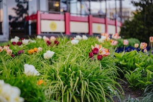 Liepāja rotājas krāšņo pavasara ziedos 15