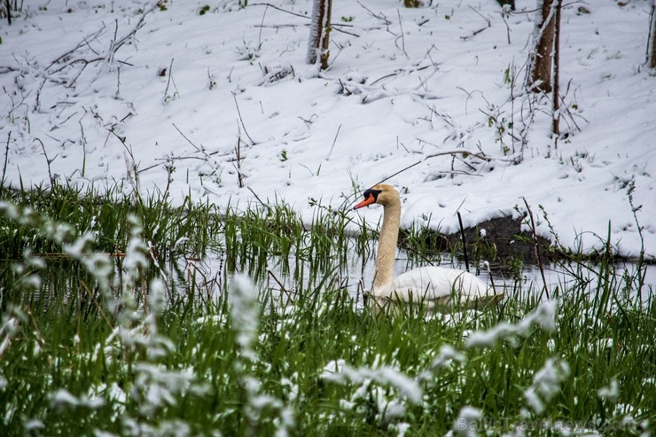 Latgalē un Vidzemē ziedošo pavasari uz brīdi nomaina balta ziema 282381