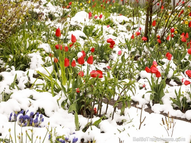 Latgalē un Vidzemē ziedošo pavasari uz brīdi nomaina balta ziema 282383