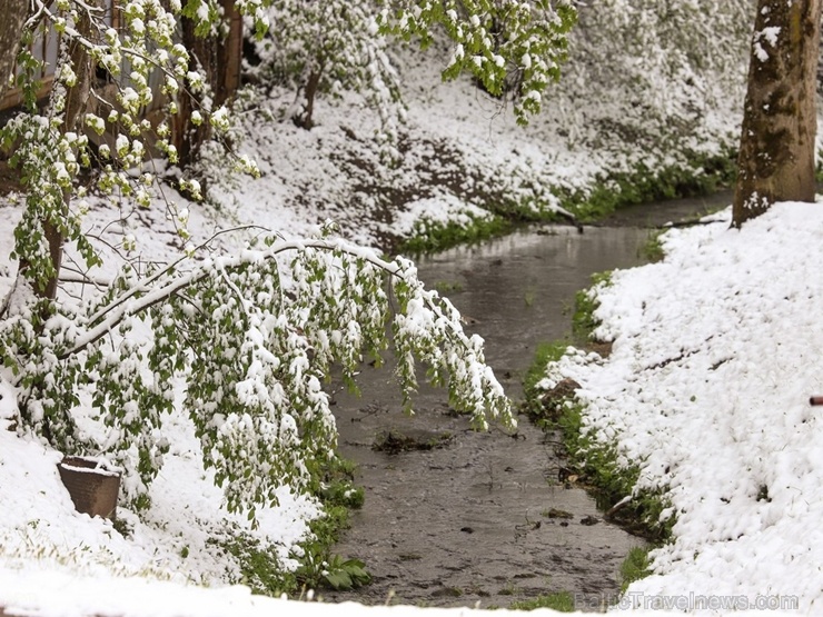Latgalē un Vidzemē ziedošo pavasari uz brīdi nomaina balta ziema 282384