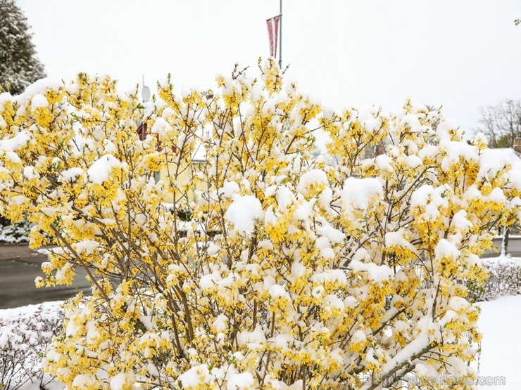 Latgalē un Vidzemē ziedošo pavasari uz brīdi nomaina balta ziema 282391