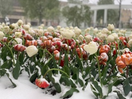 Latgalē un Vidzemē ziedošo pavasari uz brīdi nomaina balta ziema 13