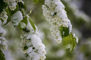 Latgalē un Vidzemē ziedošo pavasari uz brīdi nomaina balta ziema 20