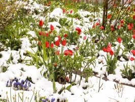 Latgalē un Vidzemē ziedošo pavasari uz brīdi nomaina balta ziema 32