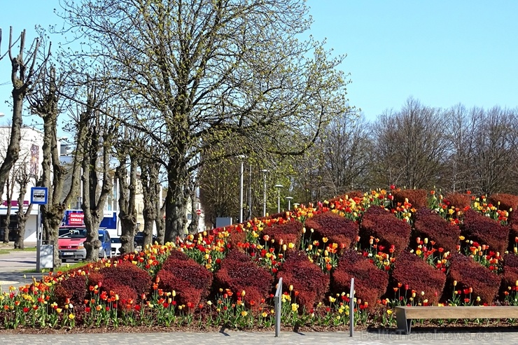 Ventspils ietērpta neskaitāmos pavasara ziedos 282448