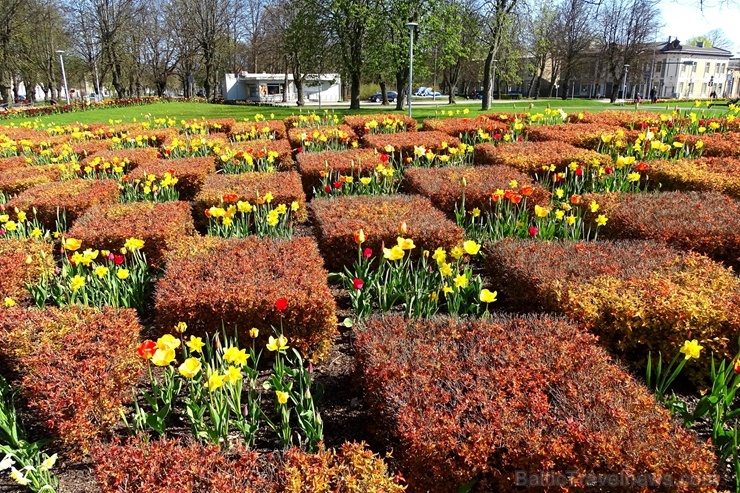 Ventspils ietērpta neskaitāmos pavasara ziedos 282452