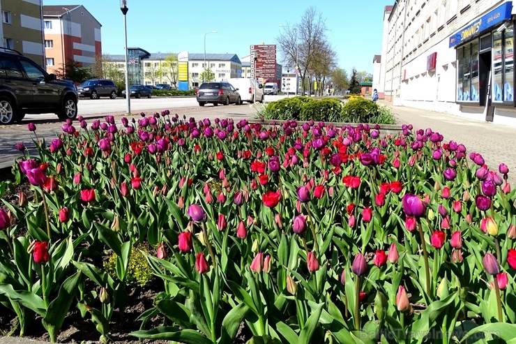 Ventspils ietērpta neskaitāmos pavasara ziedos 282462