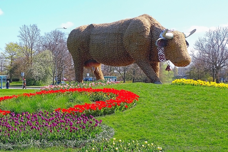 Ventspils ietērpta neskaitāmos pavasara ziedos 282473