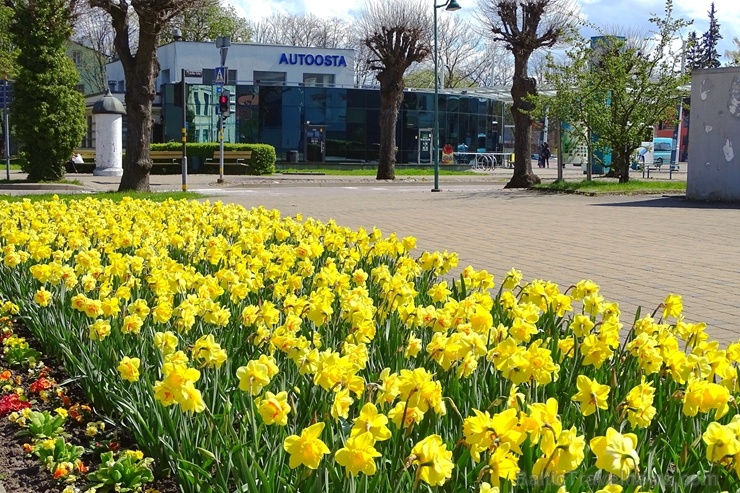 Ventspils ietērpta neskaitāmos pavasara ziedos 282493