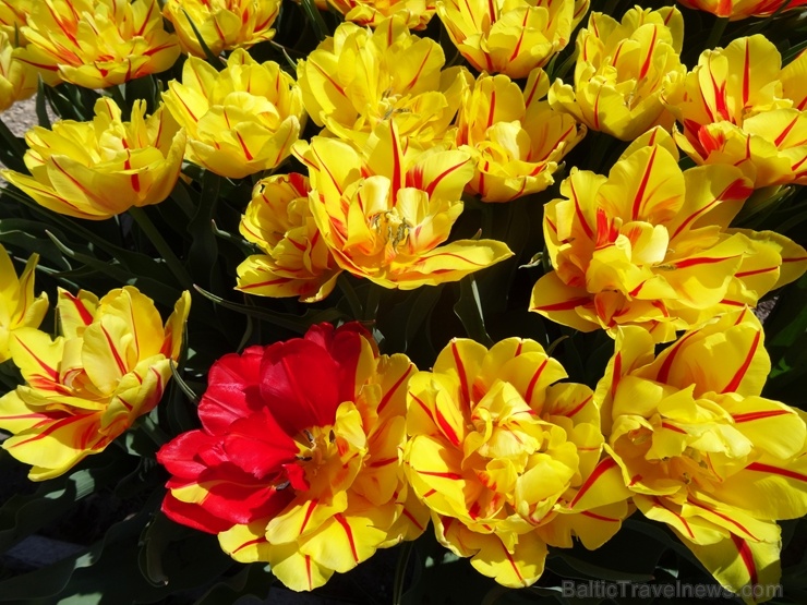 Rundāles pils franču dārzā pilnā plaukumā zied tulpes un augļukoki 282536