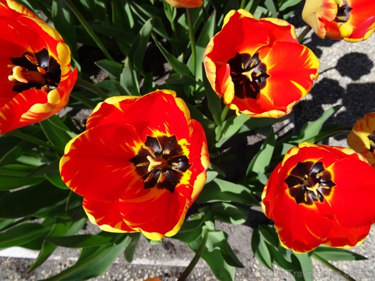 Rundāles pils franču dārzā pilnā plaukumā zied tulpes un augļukoki 282537