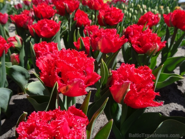 Rundāles pils franču dārzā pilnā plaukumā zied tulpes un augļukoki 282541