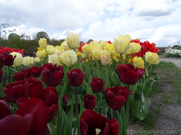 Rundāles pils franču dārzā pilnā plaukumā zied tulpes un augļukoki 282542
