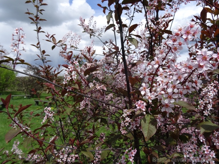 Rundāles pils franču dārzā pilnā plaukumā zied tulpes un augļukoki 282553