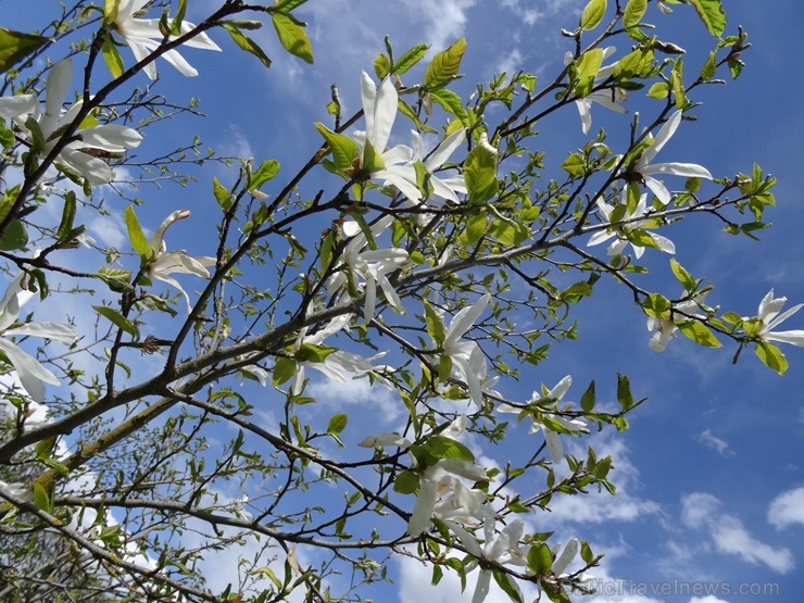 Rundāles pils franču dārzā pilnā plaukumā zied tulpes un augļukoki 282555