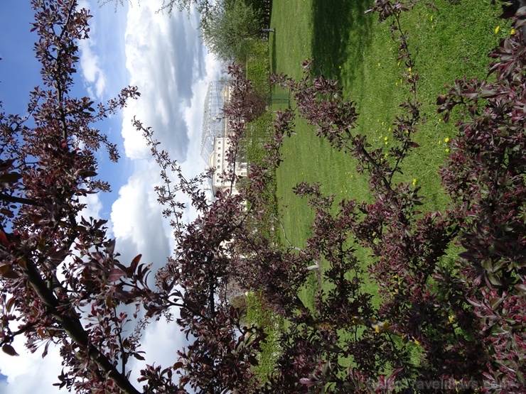 Rundāles pils franču dārzā pilnā plaukumā zied tulpes un augļukoki 282558