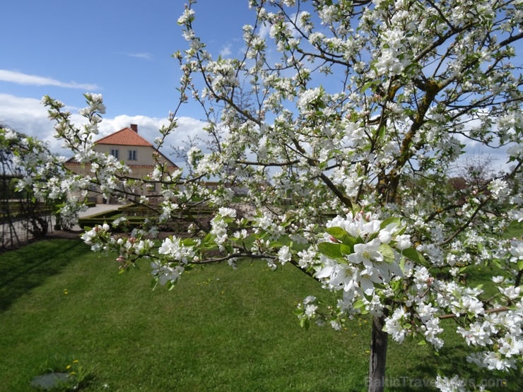 Rundāles pils franču dārzā pilnā plaukumā zied tulpes un augļukoki 282559