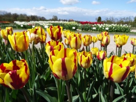 Rundāles pils franču dārzā pilnā plaukumā zied tulpes un augļukoki 6