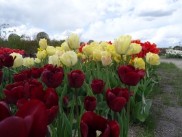 Rundāles pils franču dārzā pilnā plaukumā zied tulpes un augļukoki 10