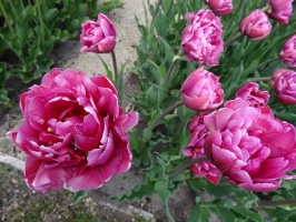 Rundāles pils franču dārzā pilnā plaukumā zied tulpes un augļukoki 13