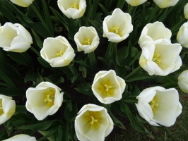 Rundāles pils franču dārzā pilnā plaukumā zied tulpes un augļukoki 15