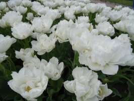 Rundāles pils franču dārzā pilnā plaukumā zied tulpes un augļukoki 16