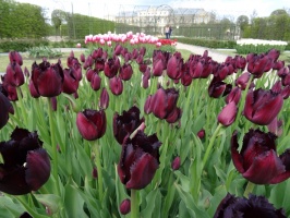 Rundāles pils franču dārzā pilnā plaukumā zied tulpes un augļukoki 17