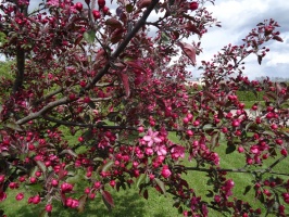 Rundāles pils franču dārzā pilnā plaukumā zied tulpes un augļukoki 22