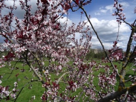 Rundāles pils franču dārzā pilnā plaukumā zied tulpes un augļukoki 24