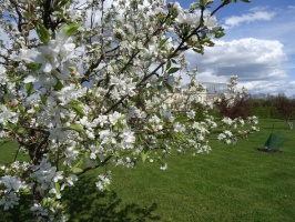 Rundāles pils franču dārzā pilnā plaukumā zied tulpes un augļukoki 28